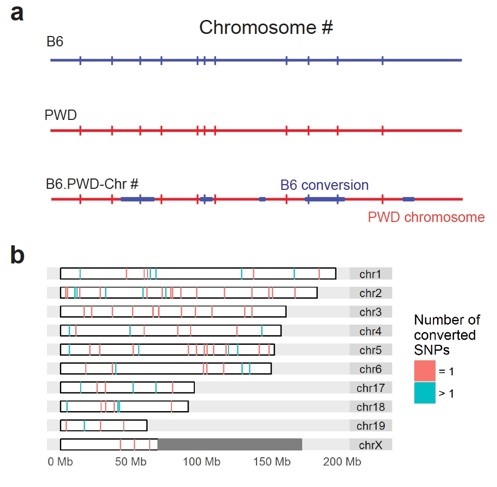 Meiotic noncrossovers identified using chromosome substitution strains